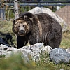 West Yellowstone, Montana, Adventure Gateway