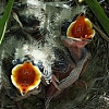 Streaked horned larks making JBLM home