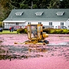 Explore Washington state cranberries 