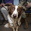 DoD approves pet expenses reimbursement due to PCS