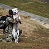 Service members get new benefit: Pet Travel Allowance 